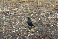 Euphagus