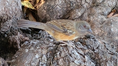 Pipilo maculatus socorroensis