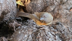 Pipilo maculatus socorroensis