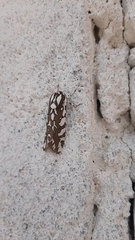 Arachnis dilecta