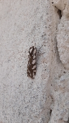 Arachnis dilecta