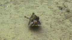 Triangular Boxfish photo 5