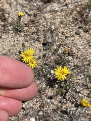 Lessingia pectinata pectinata
