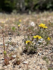 Lessingia pectinata pectinata