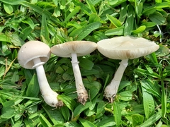 Fungi
