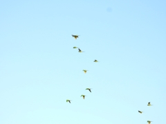 Thectocercus acuticaudatus