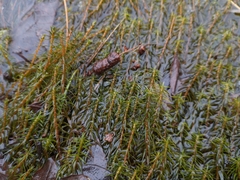 Hippuris vulgaris
