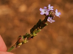 Verbena sphaerocarpa