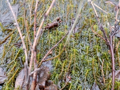 Hippuris vulgaris