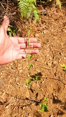 Verbena sphaerocarpa