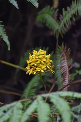 Epidendrum melinanthum