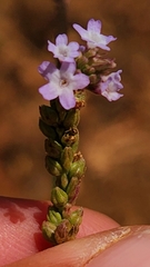 Verbena sphaerocarpa