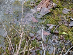 Hippuris vulgaris