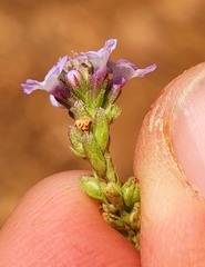 Verbena sphaerocarpa
