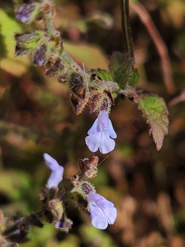 Image of Salvia pseudomisella by (c) Casey H. Richart, some rights reserved (CC BY)