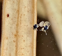 Sminthurinus quadrimaculatus