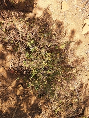 Salvia pseudomisella