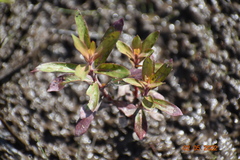 Rotala