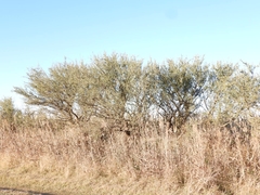 Geoffroea decorticans