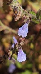 Salvia pseudomisella