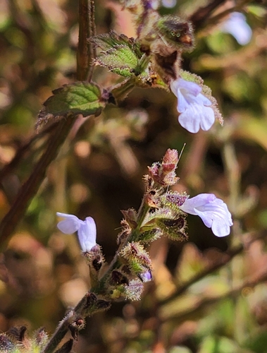 Image of Salvia pseudomisella by (c) Casey H. Richart, some rights reserved (CC BY)