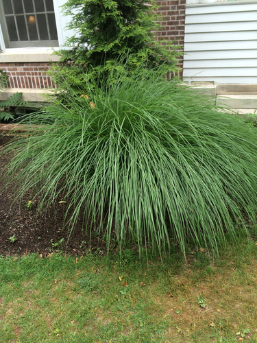 photo of Prairie Dropseed (Sporobolus heterolepis)