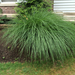 photo of Prairie Dropseed (Sporobolus heterolepis)