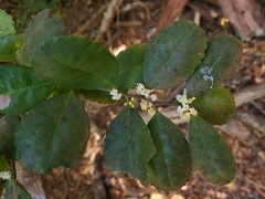 Ilex socorroensis