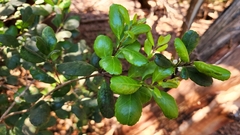 Ilex socorroensis
