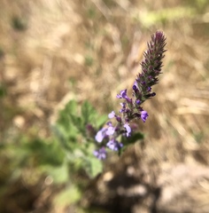 Verbena lasiostachys