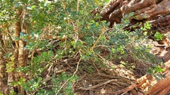 Ilex socorroensis