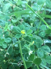 Angiospermae