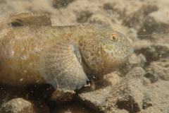 Gobiomorphus breviceps