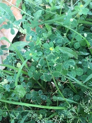 Angiospermae