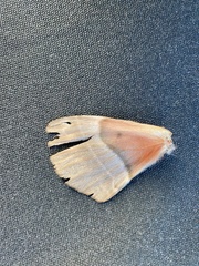 Chelepteryx chalepteryx