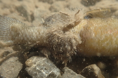 Gobiomorphus breviceps