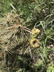Cylindropuntia davisii