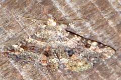 Metalectra discalis