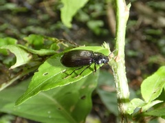 Aemymone