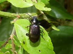 Aemymone