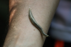 Vaginulus taunaisii