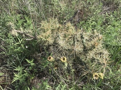 Cylindropuntia davisii