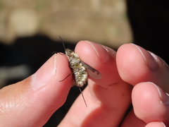 Bombylius fimbriatus
