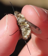 Bombylius fimbriatus