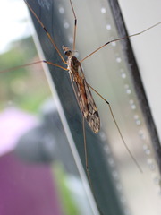 Tipula rufina