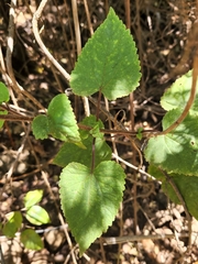 Ageratina pichinchensis
