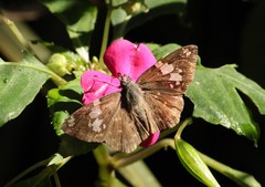 Celaenorrhinus similis