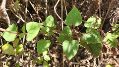 Ageratina pichinchensis