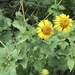 Awnless Bushsunflower - Photo (c) Laura Clark, some rights reserved (CC BY), uploaded by Laura Clark