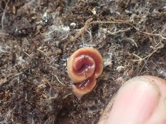 Arthurdendyus testaceus